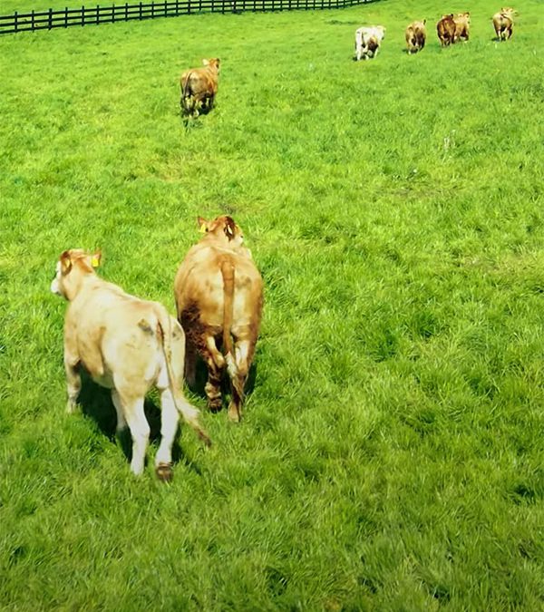 Grass fed cattle on a Northern Irish farm